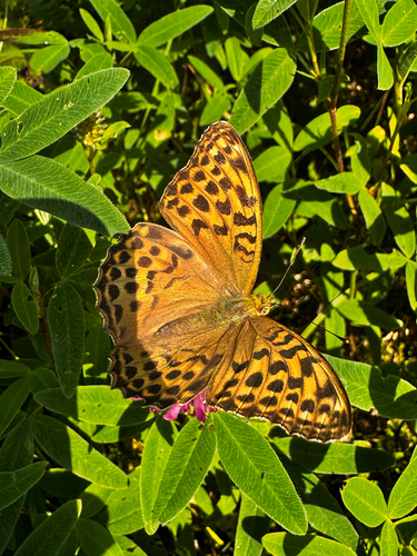 Silver-washed Fritillary