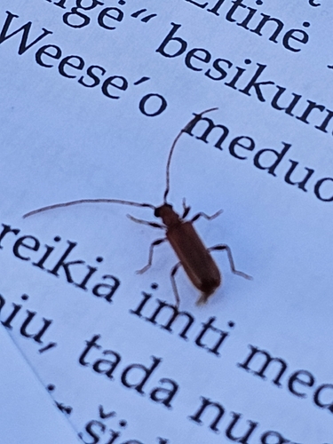 rare brown longhorn beetle