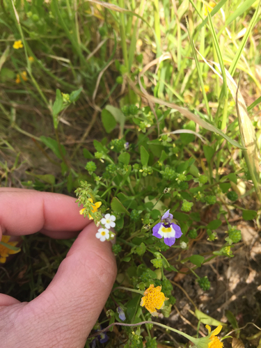 iNaturalist observation photo of Doublehorn Calicoflower