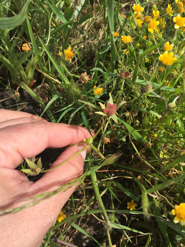 iNaturalist observation photo of Meadowfoams