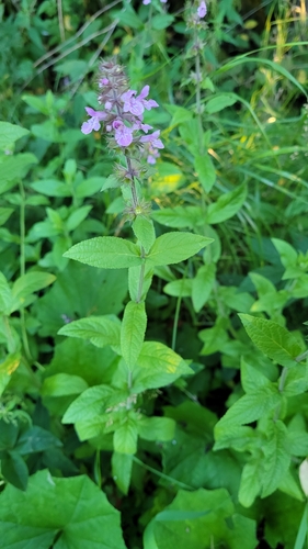 Marsh Woundwort