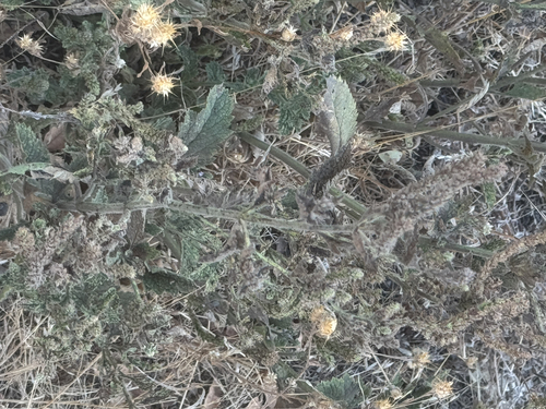 iNaturalist observation photo of western vervain