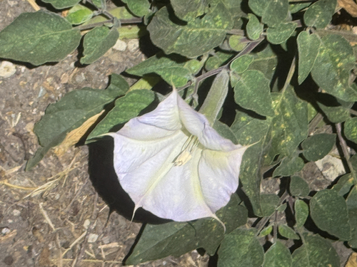 iNaturalist observation photo of Sacred Datura