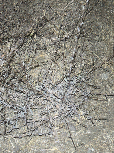 iNaturalist observation photo of California Aster