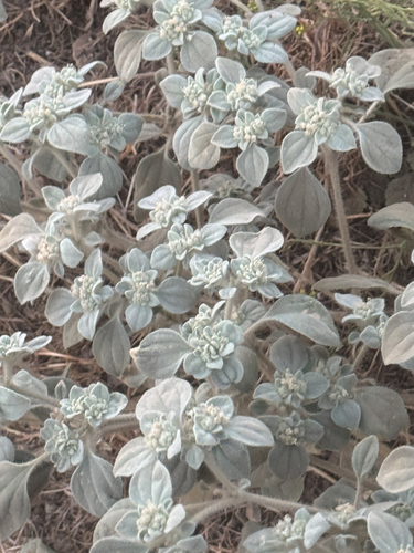 iNaturalist observation photo of turkey mullein