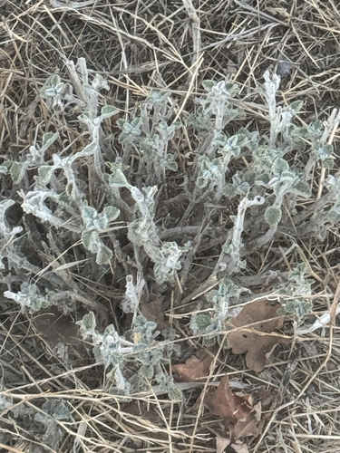 iNaturalist observation photo of White Horehound