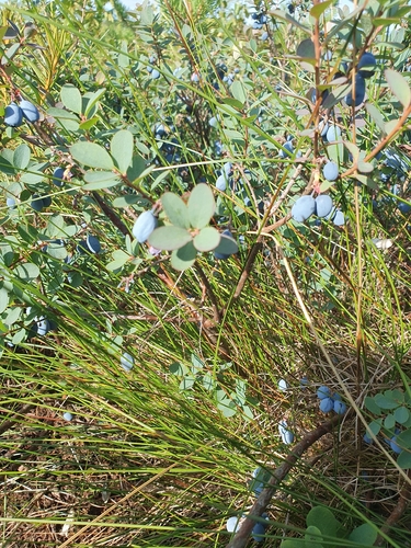 bog bilberry