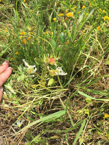 iNaturalist observation photo of Meadowfoams