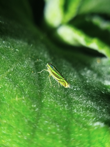 Sibovia sagata