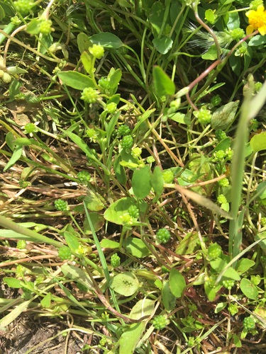 iNaturalist observation photo of Carter's Buttercup