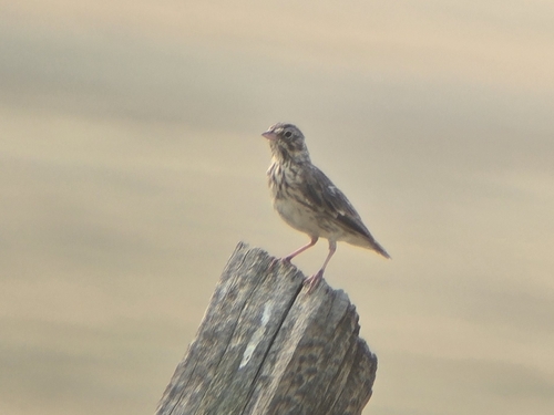 Vesper Sparrow