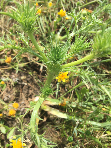 iNaturalist observation photo of Eryngos
