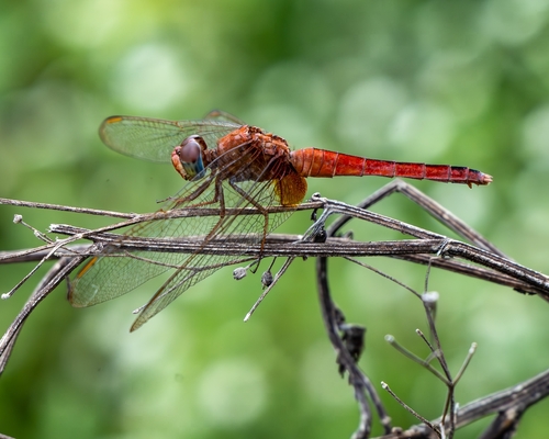 Scarlet Skimmer