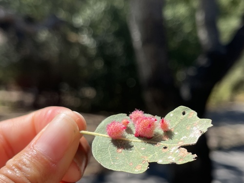 iNaturalist observation photo of Crystalline Gall Wasp