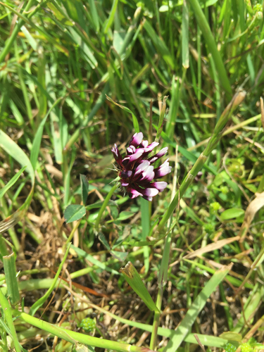 iNaturalist observation photo of white-tipped clover