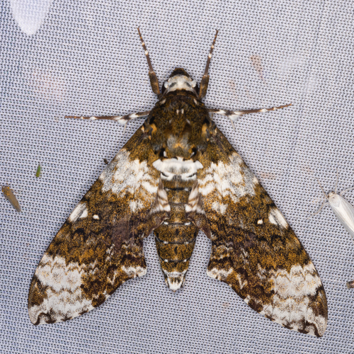Manduca albiplaga