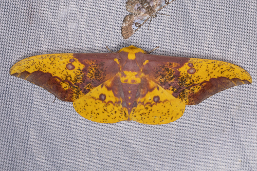 Imperial Moth