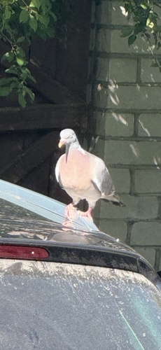 Common Wood-Pigeon