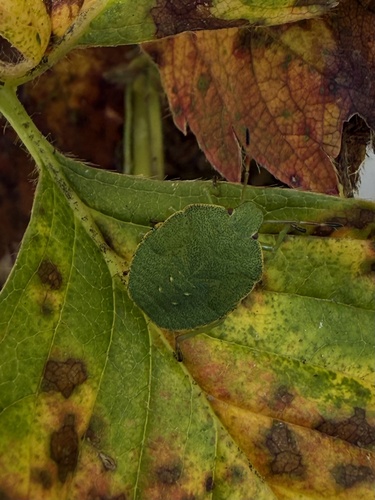 Green Shield Bug