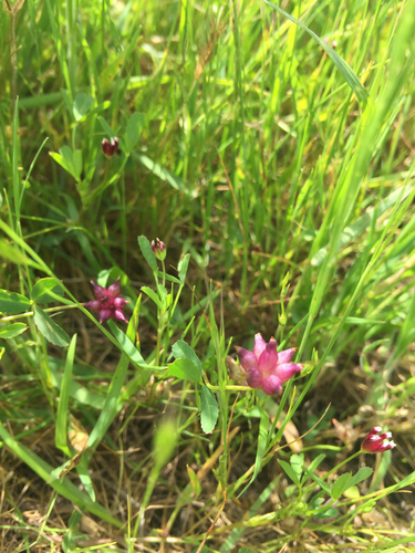 iNaturalist observation photo of cowbag clover
