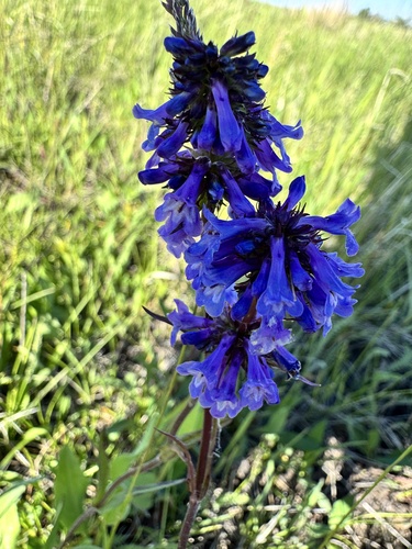Small-flower Beardtongue
