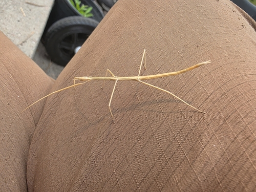 Colorado Short-horn Walkingstick