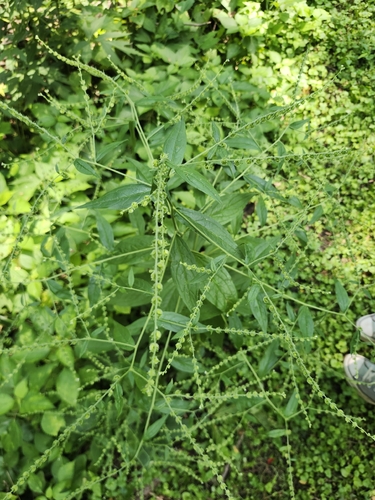 virginia stickseed