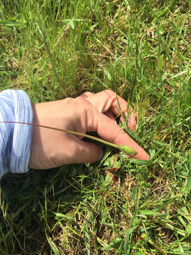 iNaturalist observation photo of Mediterranean Stork's-bill