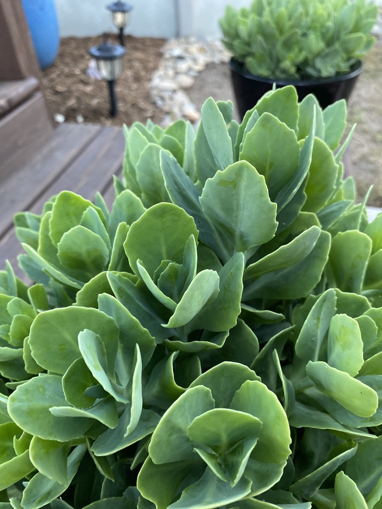 Iceplant from Lanier Rd, Lexington, NC, US on May 03, 2020 at 0802 PM