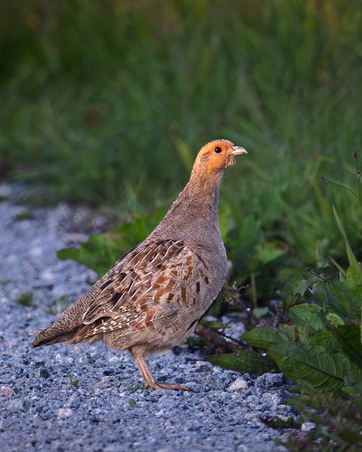 Gray Partridge
