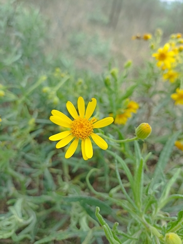 Senecio heterotrichius