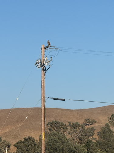 iNaturalist observation photo of Red-tailed Hawk