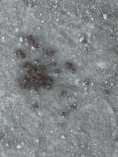 iNaturalist observation photo of Mammals