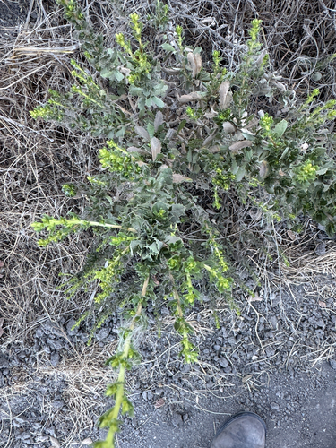 iNaturalist observation photo of saw-toothed goldenbush