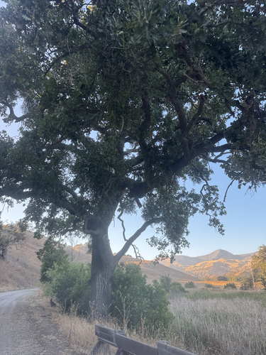 iNaturalist observation photo of valley oak