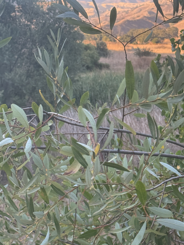 iNaturalist observation photo of Arroyo Willow