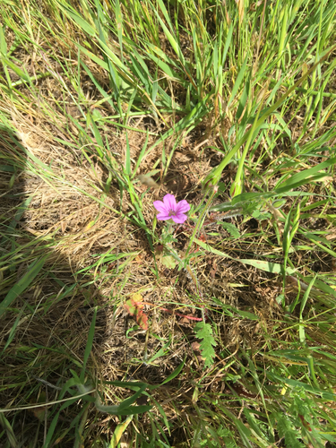 iNaturalist observation photo of Mediterranean Stork's-bill
