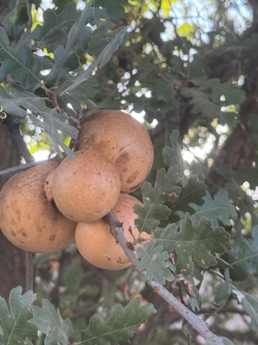 iNaturalist observation photo of California Gall Wasp