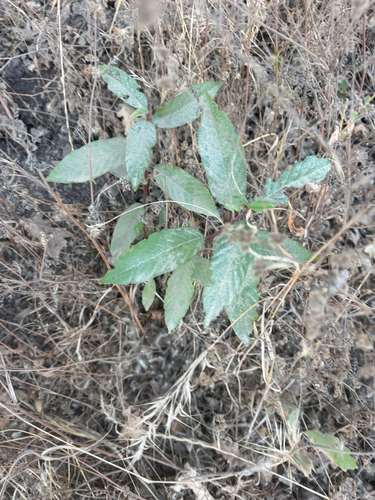 iNaturalist observation photo of coffeeberry