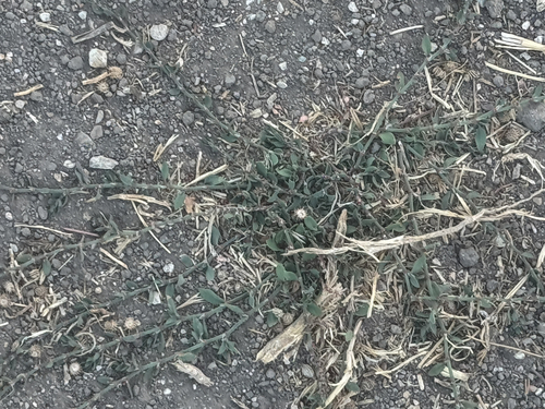 iNaturalist observation photo of Prostrate Knotweed