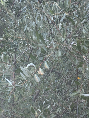 iNaturalist observation photo of red willow