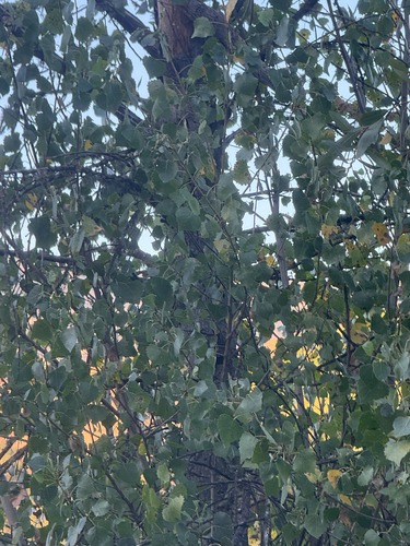iNaturalist observation photo of Frémont Cottonwood