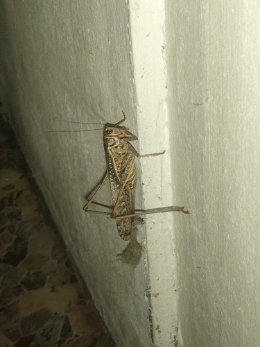 White-faced Bush-cricket