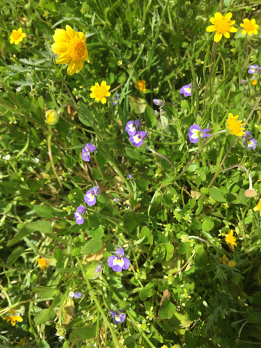 iNaturalist observation photo of Doublehorn Calicoflower