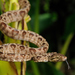 Garden Tree Boa - Photo (c) Andrew Snyder, all rights reserved, uploaded by Andrew Snyder