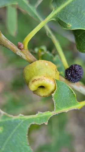 Andricus glutinosus