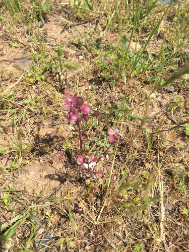 iNaturalist observation photo of Shining Pepperweed