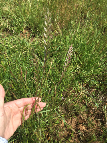 iNaturalist observation photo of Ryegrasses
