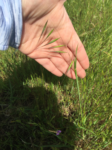 iNaturalist observation photo of wild oat