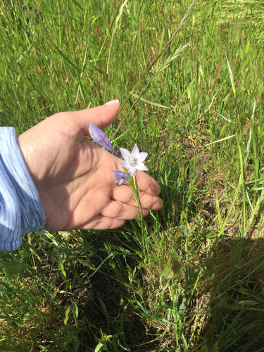 iNaturalist observation photo of Ithuriel's Spear